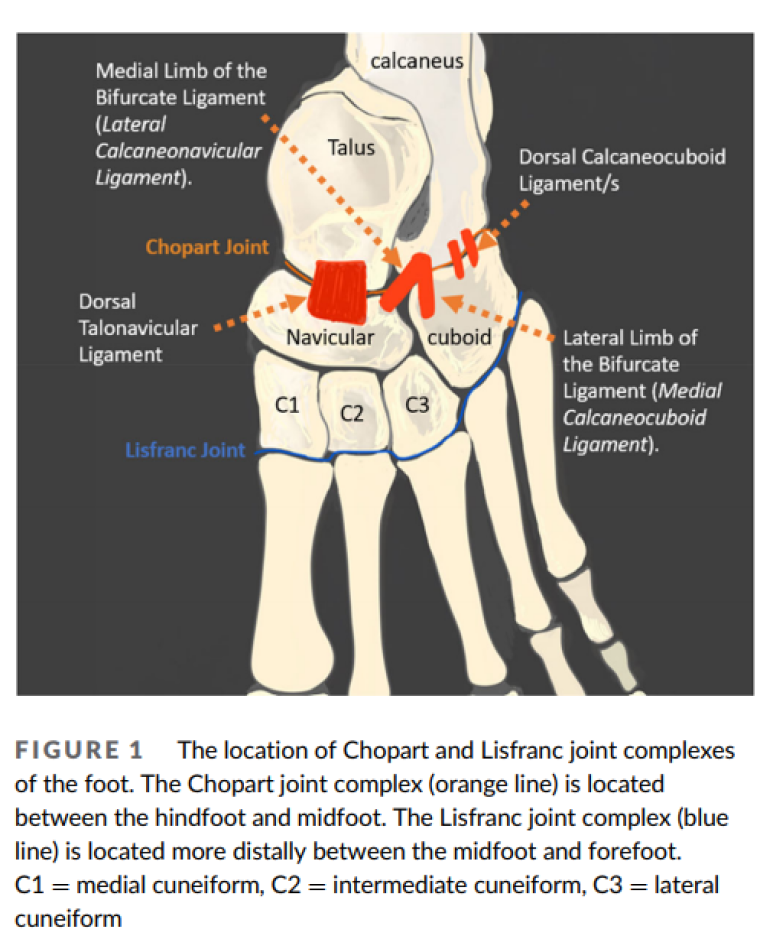 발목 접질렀을때 꼭 확인해야 할 <그 곳>? 이분인대(bifurcate ligament) 초음파