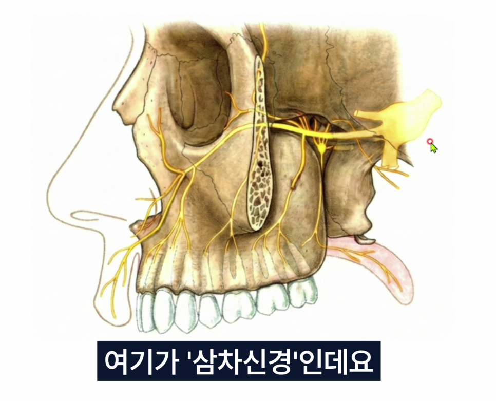 얼굴 부위의 삼차신경과 그 가지들을 보여주는 해부학적 일러스트 — 서울 바로한의원 초음파 약침·도침