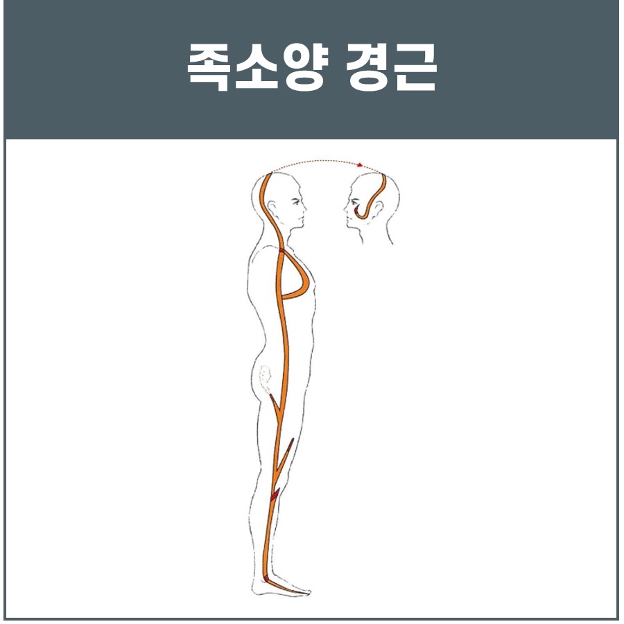 인체 측면을 따라 머리부터 발끝까지 이어지는 족소양 경근의 경로를 나타낸 그림 — 서울 바로한의원 초음파 약침·도침