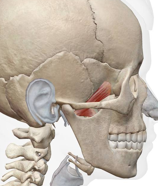인체 두개골과 턱관절 주변 근육을 보여주는 3D 해부학 이미지 — 서울 바로한의원 초음파 약침·도침