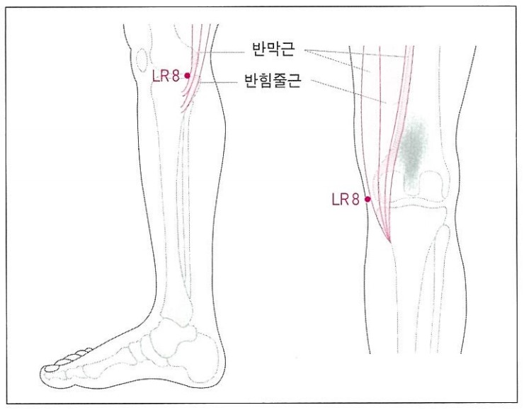 무릎 뒤쪽 오금 부위의 LR8 혈자리와 반막근, 반힘줄근을 표시한 다리 해부도 — 서울 바로한의원 초음파 약침·도침