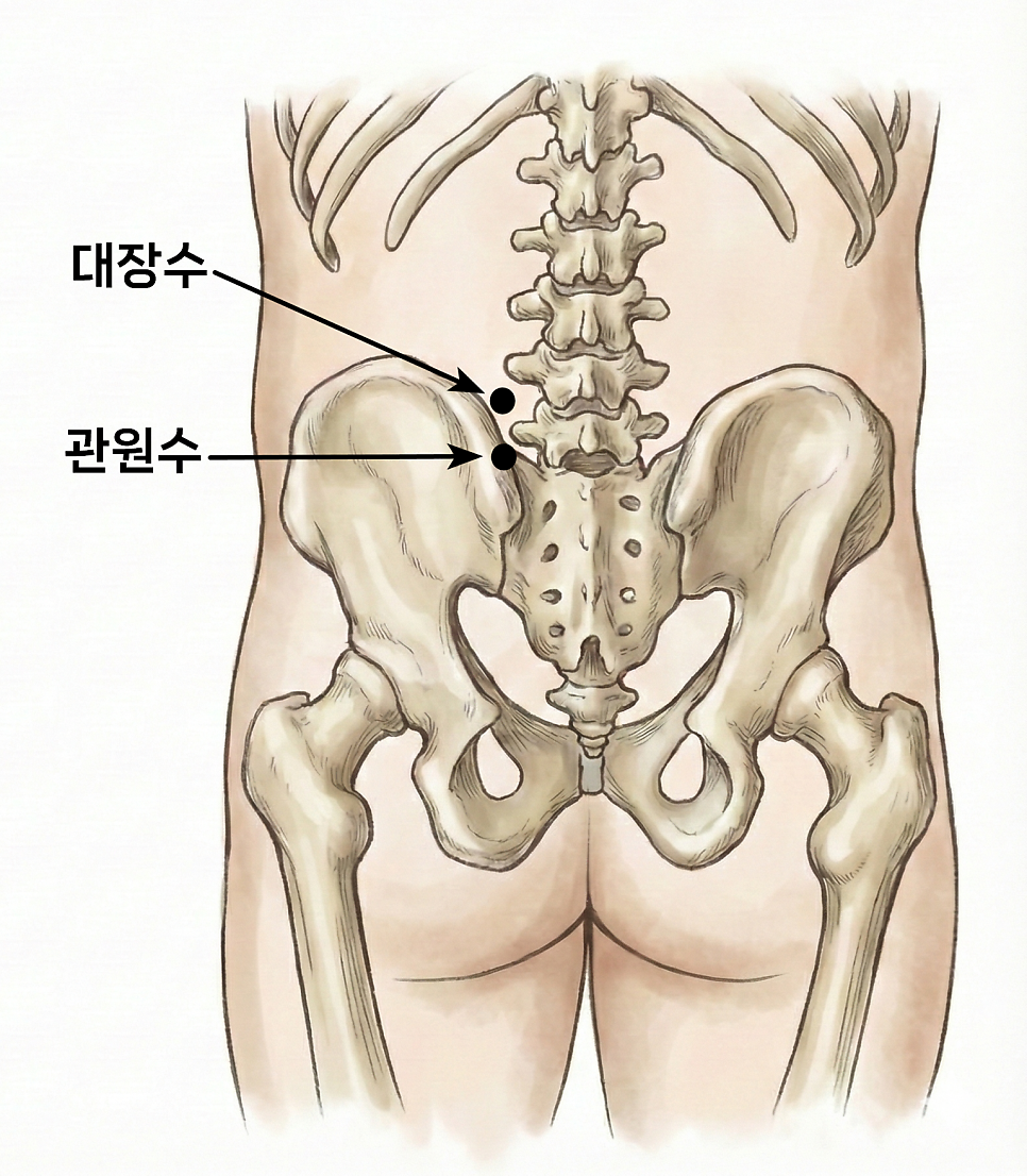 인체 하부 척추와 골반뼈를 후면에서 본 그림으로, 대장수와 관원수 혈자리가 표시되어 있습니다 — 서울 바로한의원 초음파 약침·도침