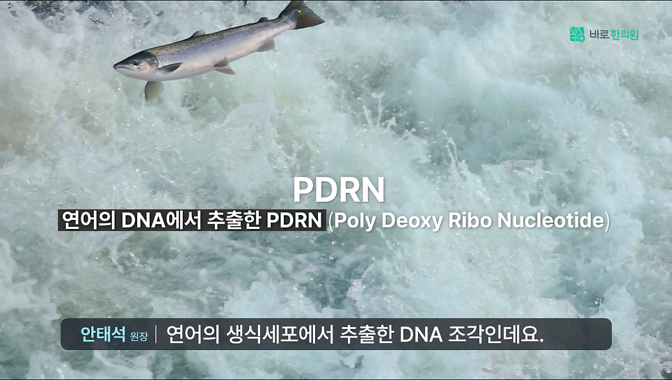 거친 물살 위로 뛰어오르는 연어와 PDRN, 연어 DNA에서 추출한 PDRN이라는 문구가 보이는 이미지 — 서울 바로한의원 초음파 약침·도침