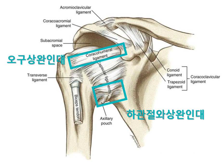 어깨 관절의 오구상완인대와 하관절와상완인대를 표시한 해부학적 그림 — 서울 바로한의원 초음파 약침·도침