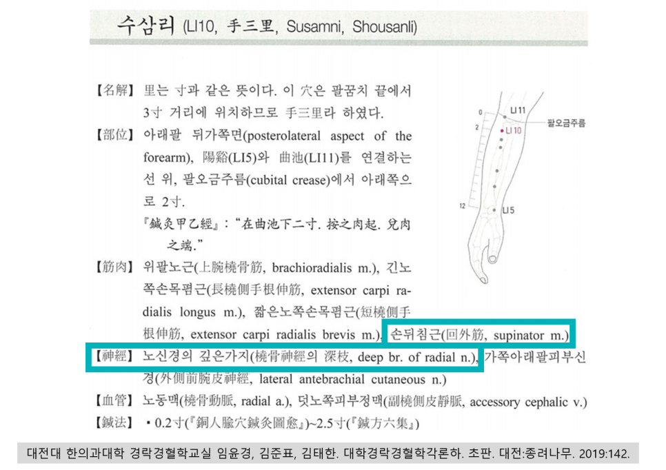 팔에 있는 수삼리(LI10) 혈자리의 위치를 보여주는 그림과 해부학적 설명 — 서울 바로한의원 초음파 약침·도침