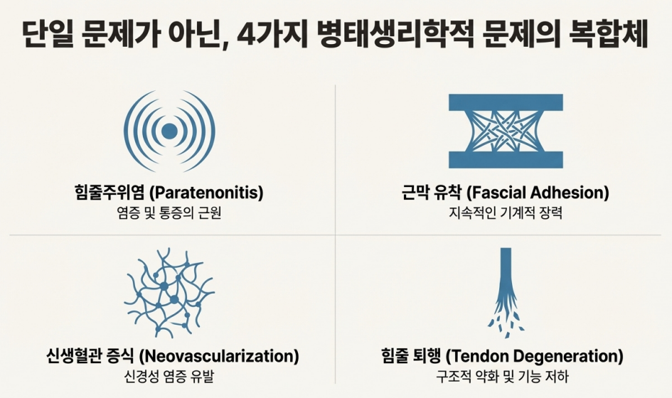 힘줄주위염, 근막 유착, 신생혈관 증식, 힘줄 퇴행의 네 가지 병태생리학적 문제를 설명하는 그림 — 서울 바로한의원 초음파 약침·도침