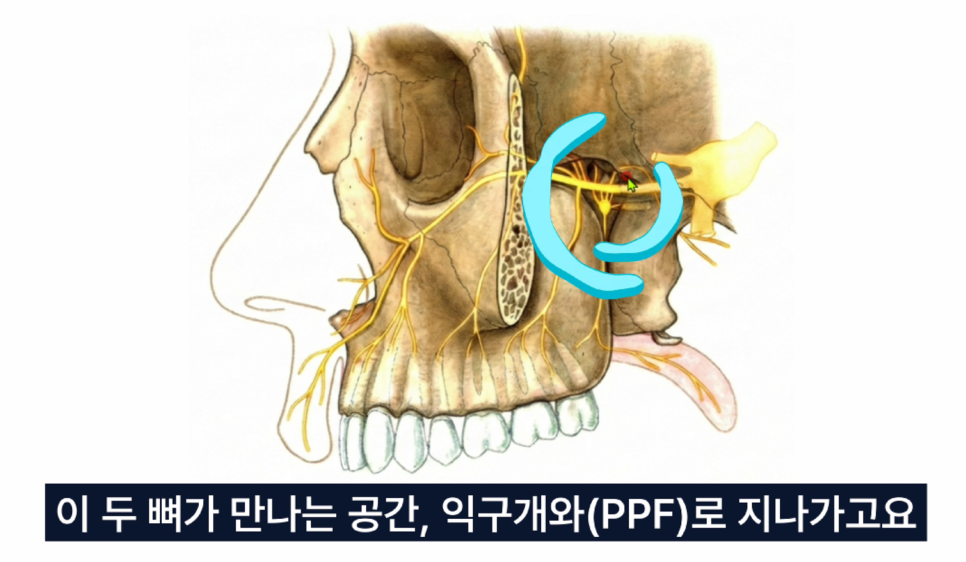 얼굴 뼈와 삼차신경의 분포를 보여주는 해부학적 일러스트로, 특정 신경 부위가 파란색으로 강조되어 있다 — 서울 바로한의원 초음파 약침·도침